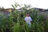 James-Corn.JPG (162618 bytes)